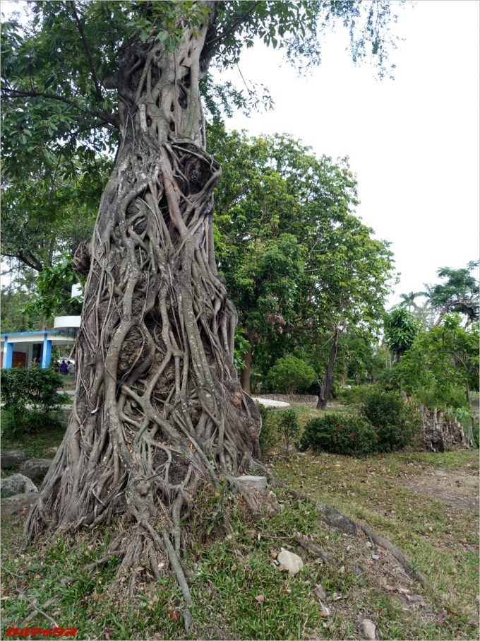 台南公園のでっかい木