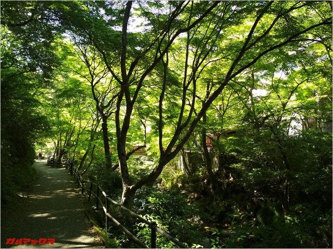 林道